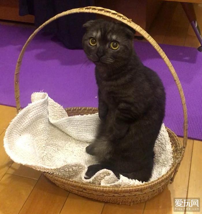 兼职猫客服联系方式全解析，轻松解决你的兼职疑问